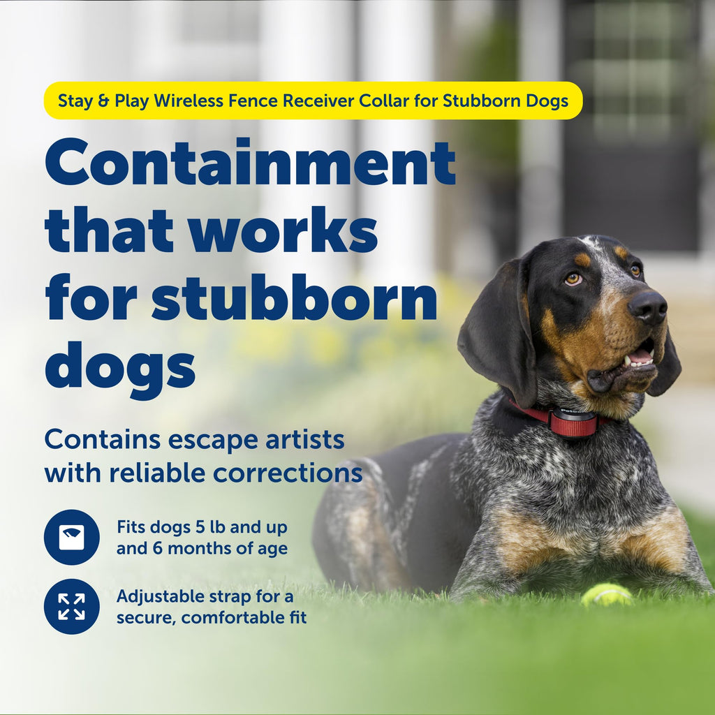 Collier récepteur de clôture à connectivité sans fil PETSAFE Stay & Play pour chiens