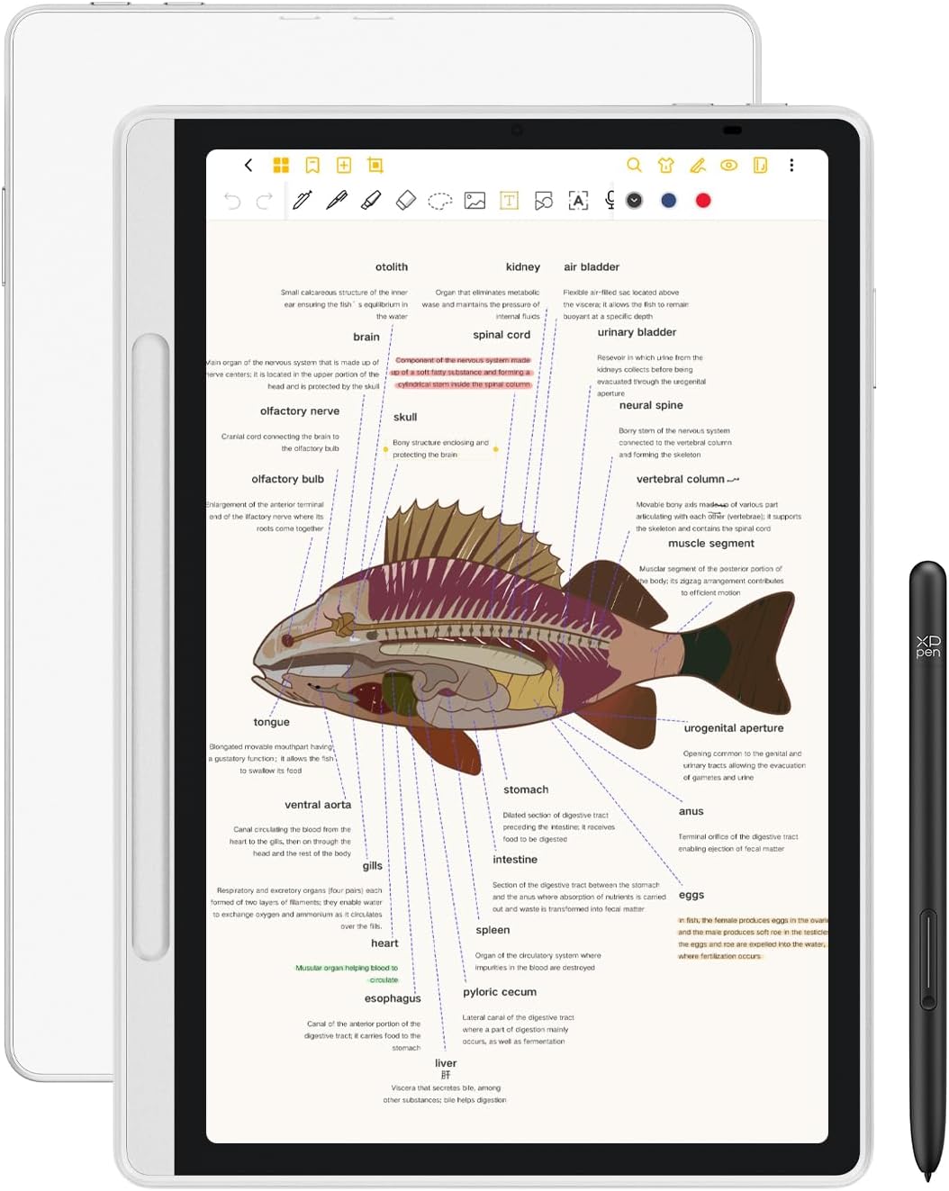 Tablette tactile de prise de notes numérique couleur XPPen 3 en 1 de 10,95 pouces avec 16 384 niveaux de pression et clavier folio XPPen pour Magic Note Pad ACK09. Étui de protection avec support et raccourcis clavier.