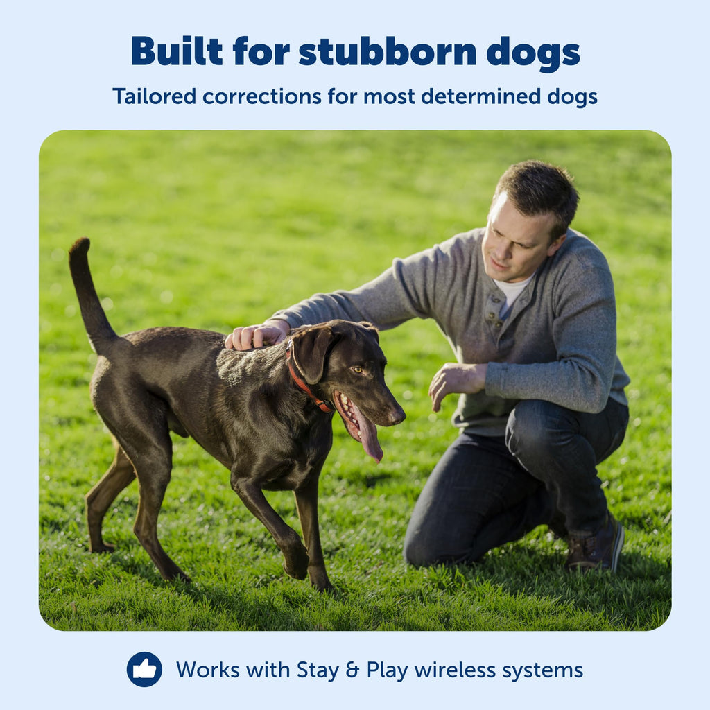 Collier récepteur de clôture à connectivité sans fil PETSAFE Stay & Play pour chiens